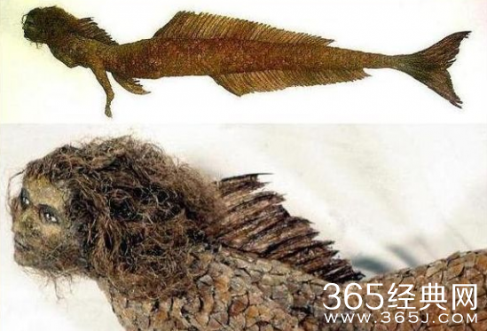 世界上有美人鱼吗？