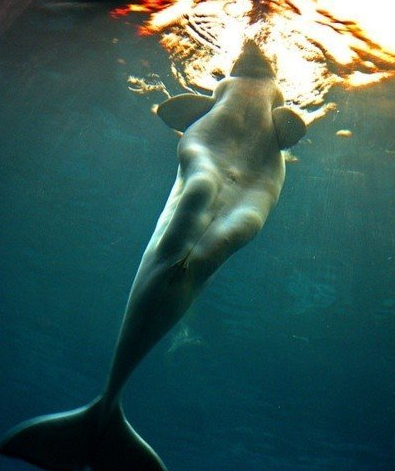 世界上有美人鱼吗？