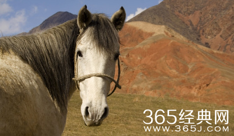 真正的千里马是溜出来的