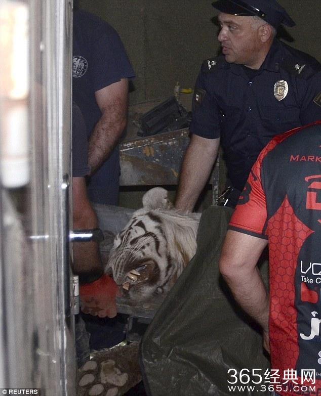 格鲁吉亚动物园一白虎趁洪灾逃出咬人