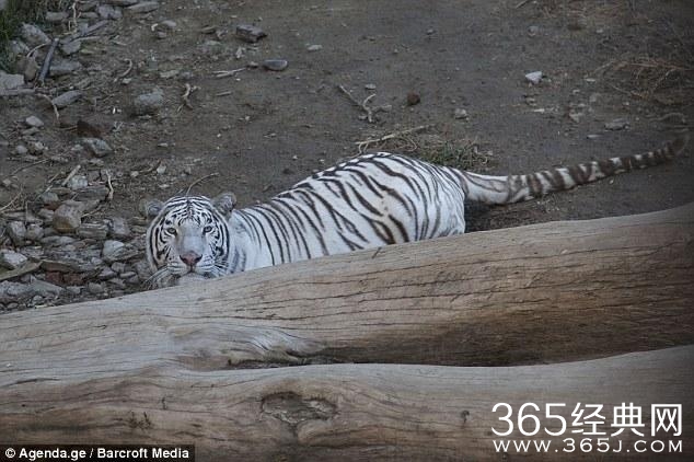 格鲁吉亚动物园一白虎趁洪灾逃出咬人