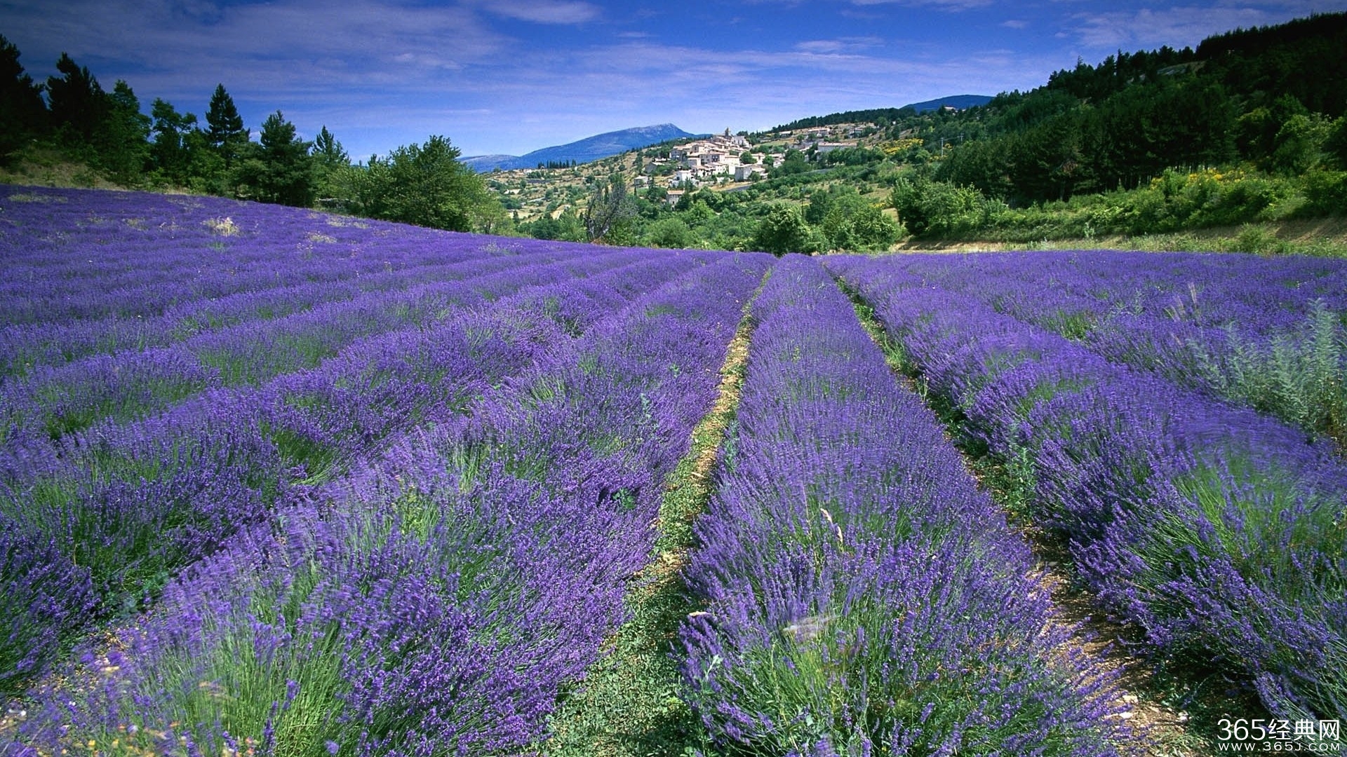 不爱稻草爱黄金