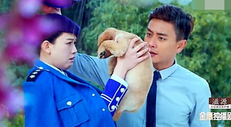 《偏偏喜欢你》钱宝宝和沈文涛救的狗是什么品种？