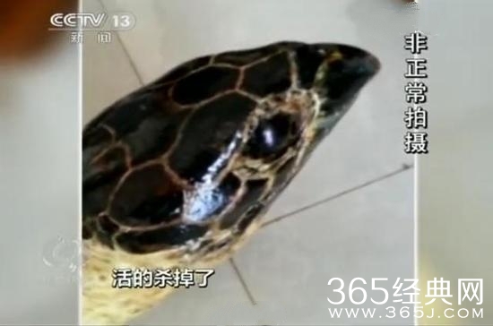 百岁长寿龟遭开水烫死