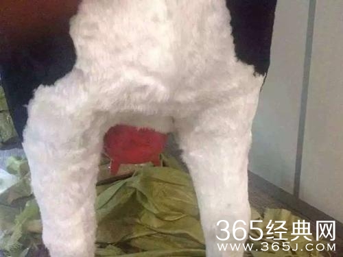 经典哥：看我的挤奶龙爪手2015.06.25