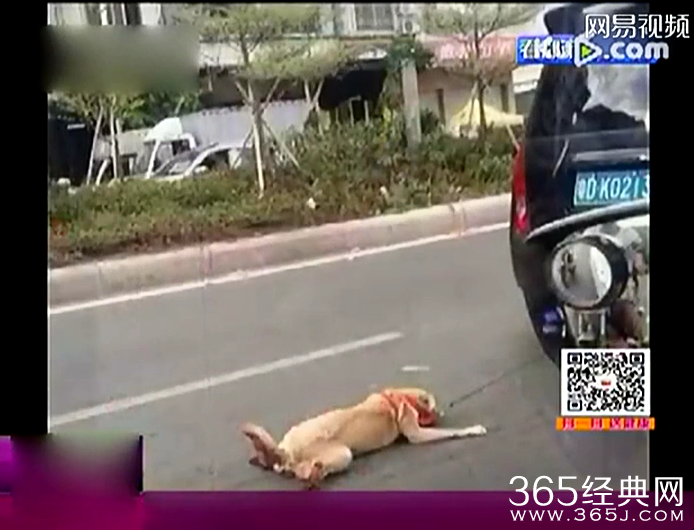 实拍女子持喷枪残忍烤活狗 全程面带笑容