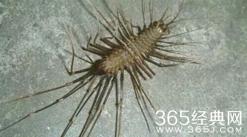 云顶天宫里面的蚰