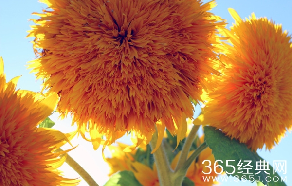 找一个温暖如太阳的人,为你晒掉所有的悲伤