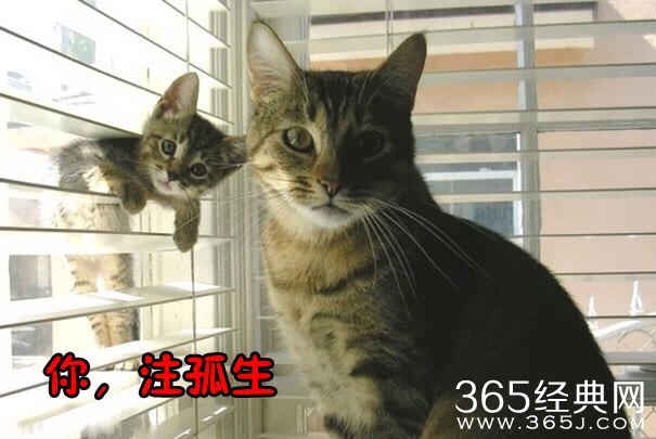 经典哥：我想和志玲同床共枕2015.07.01