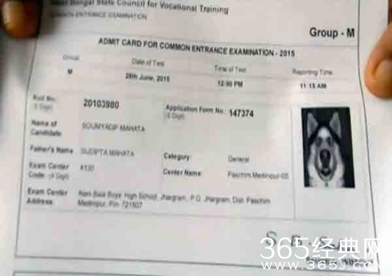 准考证照片变成狗