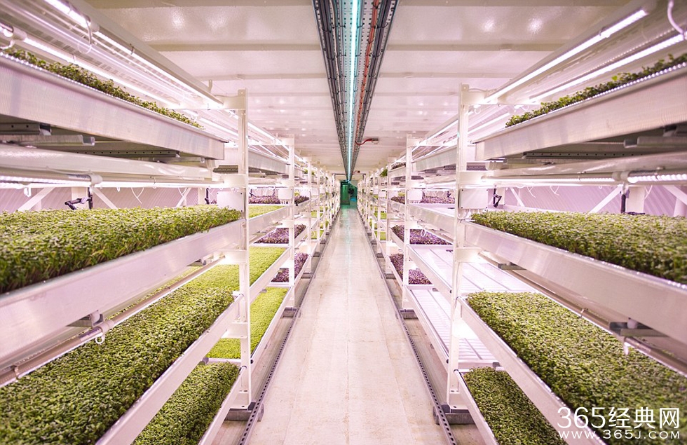 二战防空洞成世界首个地下农场