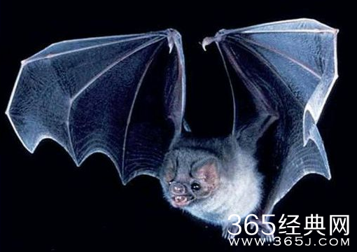 猪脸蝙蝠