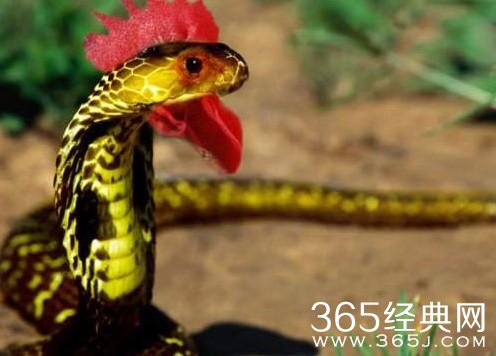 鸡冠蛇