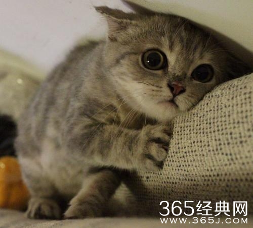 经典哥：用五毛特效忽悠观众2015.07.07