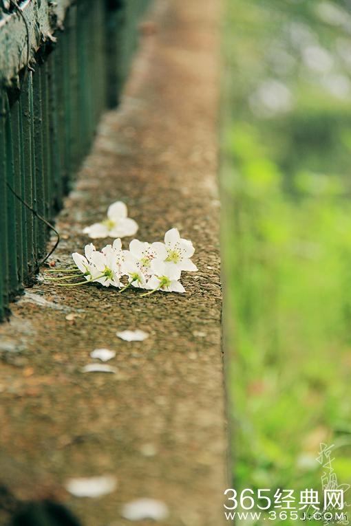 【凉魄】春日·花漾、