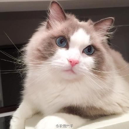 经典哥：高潮死非常刺激的赶脚！2015.07.24