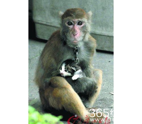 经典哥：高潮死非常刺激的赶脚！2015.07.24