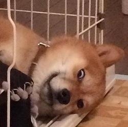 经典哥：不要跑，我是警察！2015.07.27