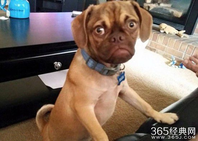 不爽狗Earl长什么样