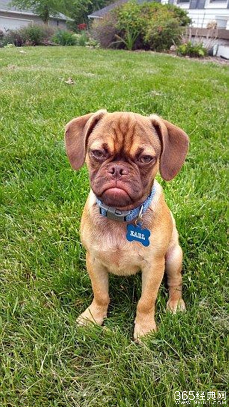 不爽狗Earl长什么样