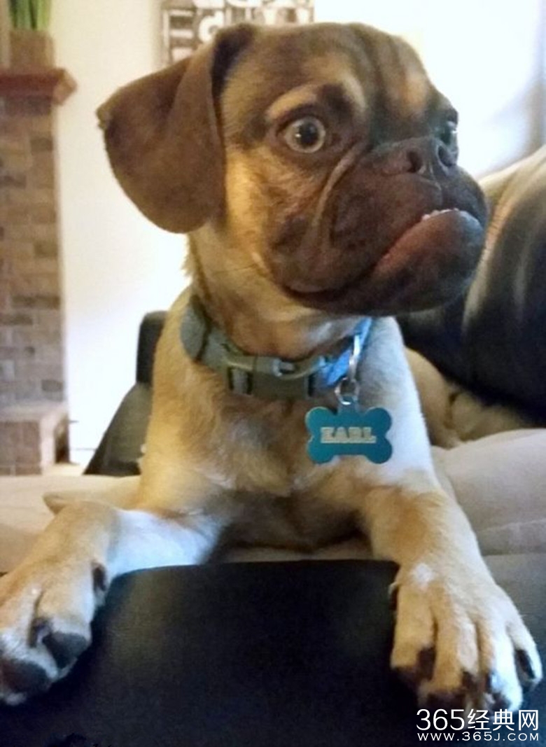 不爽狗Earl长什么样