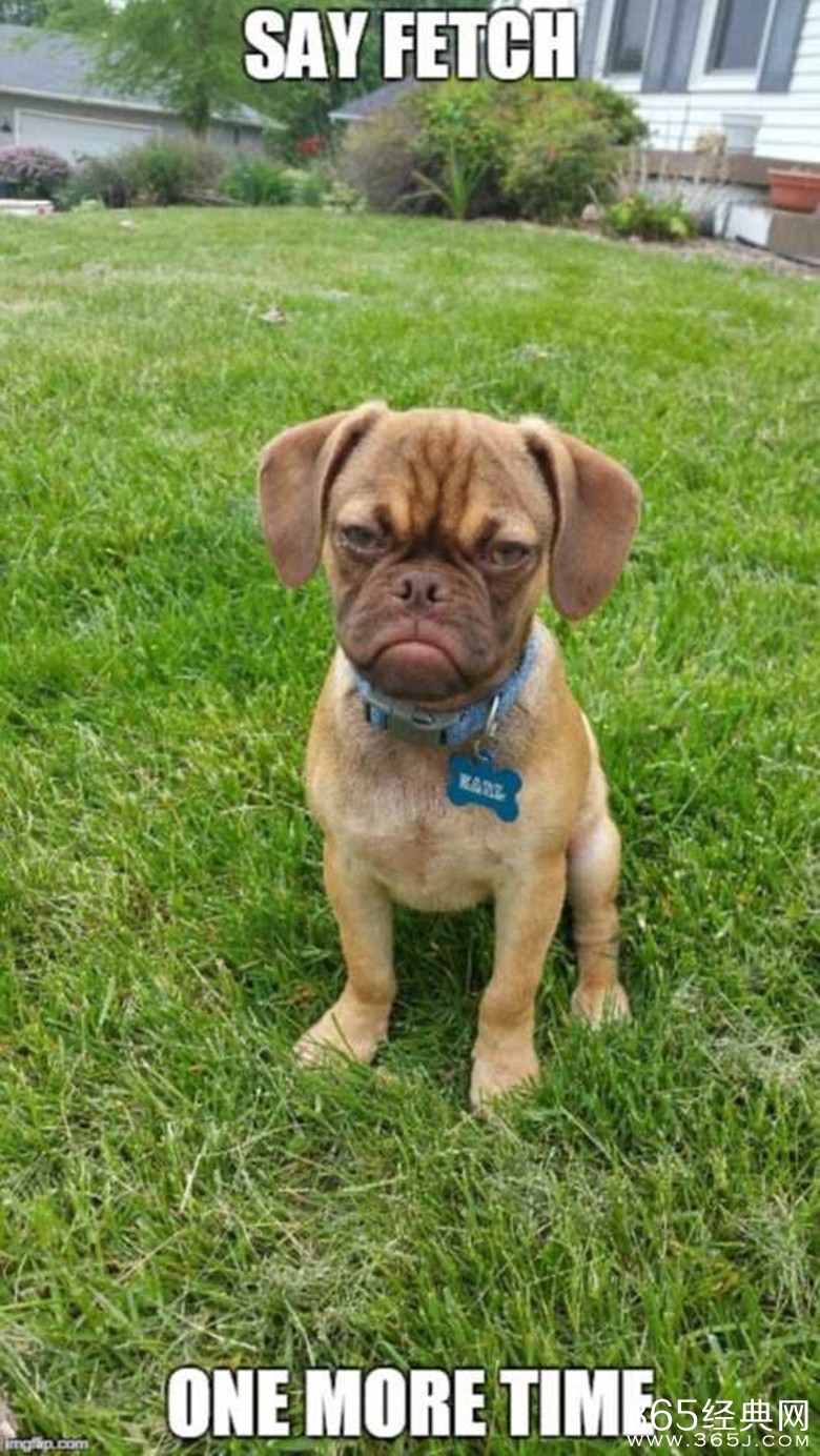 不爽狗Earl长什么样