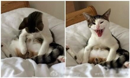 经典哥：哎哟呵！我这小暴脾气！2015.08.03