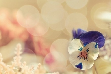 早安心语：多少次为你乱了心跳，又为你湿了眼眶。2015.08.04