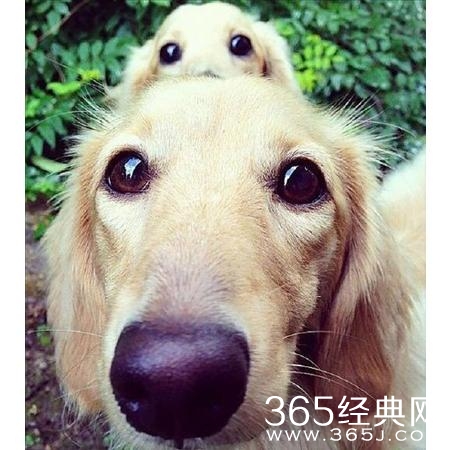 经典哥：姑娘们别上错了车子！2015.08.04