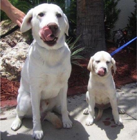 经典哥：姑娘们别上错了车子！2015.08.04