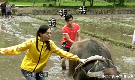 唐嫣加盟十二道锋味成家庭主妇