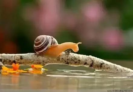 外表平静如水,内心坚定如山