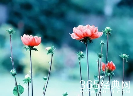 早安心语：你有没有喜欢一个人，直到现在都还没放弃。2015.08.07