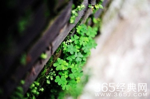 早安心语：心跳就像秒针打着倒数的青春！2015.08.09