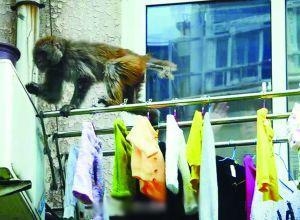 经典哥：论街上秀恩爱的必要性！2015.08.10