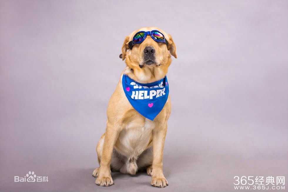 神犬小七中的狗是什么狗