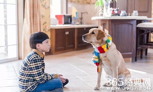 神犬小七是怎么和艾亮认识的