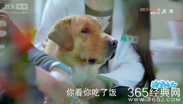 神犬小七第6集剧情介绍