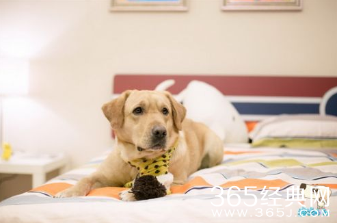 神犬小七艾亮最后结局怎么样