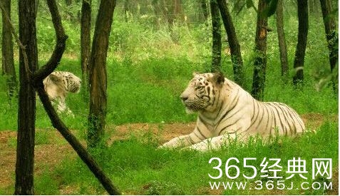 经典哥：生命不是儿戏请珍惜！2015.08.13