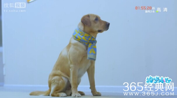 神犬小七第7集剧情介绍