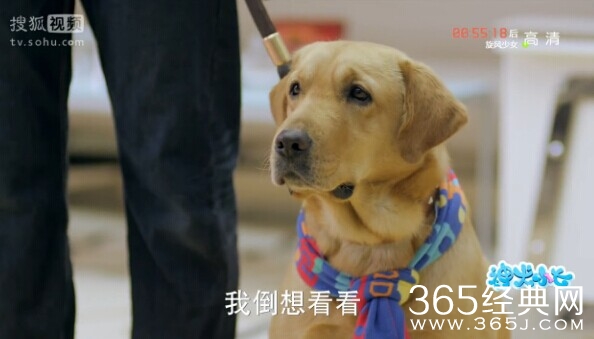 神犬小七第8集剧情介绍