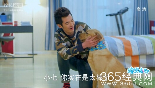 神犬小七第9集剧情介绍