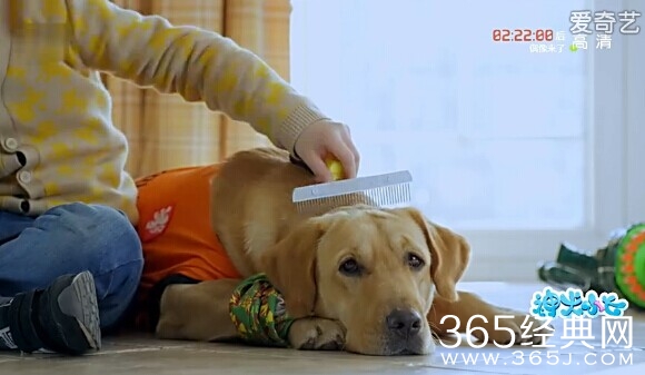 神犬小七第12集剧情介绍