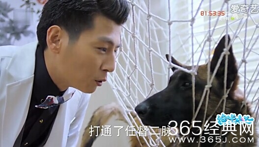 神犬小七第13集剧情介绍