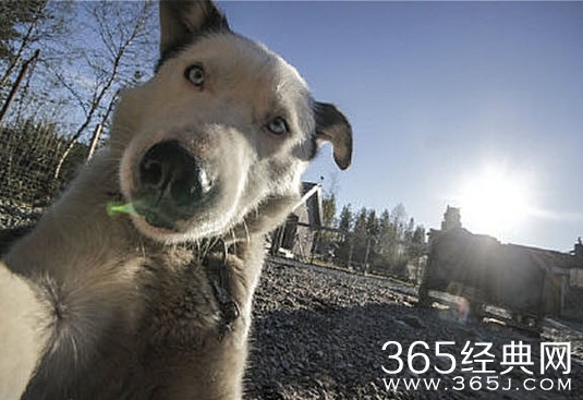 经典哥：不仅坑爹还坑爷爷。2015.08.17