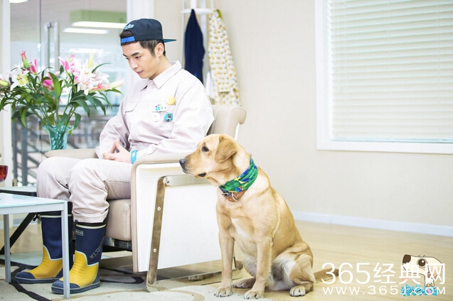 神犬小七小七的超能力是怎么回事