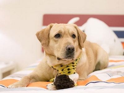 神犬小七中小七最后有没有回到艾亮身边