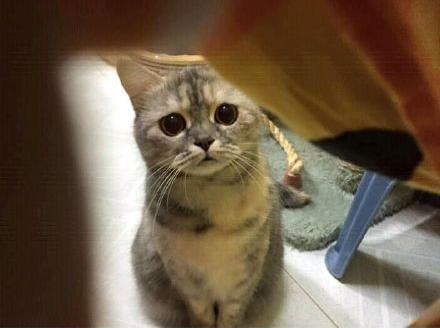 经典哥：女神生个孩子容易嘛！2015.08.18