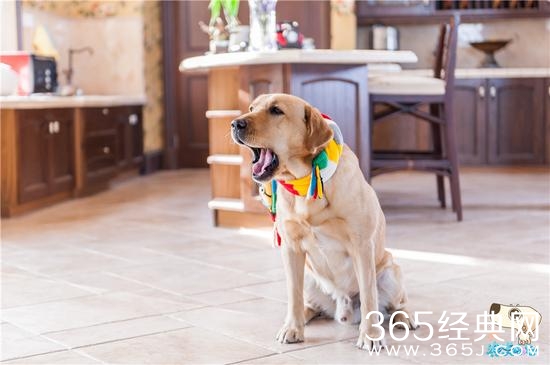 《神犬小七》中小七为什么得抑郁症？